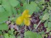Greater Celandine; Wartweed (Chelidonium majus) out of focus