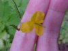 Greater Celandine; Wartweed (Chelidonium majus) with fingers in the viewfinder to gain the focus of the FD75