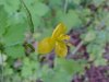 Greater Celandine; Wartweed (Chelidonium majus) wildflower in focus