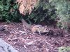 Chipmunks of LDEO, Columbia Univ., Palisades, N.Y., USA