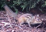 Chipmunks of LDEO, Columbia Univ., Palisades, N.Y., USA