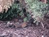 Chipmunks of LDEO, Columbia Univ., Palisades, N.Y., USA