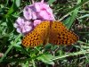 Butterfly on Garden Phlox; Perennial Phlox (Phlox paniculata)