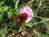 Butterfly on Garden Phlox; Perennial Phlox (Phlox paniculata)