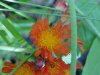 Orange Hawkweed; Devil's Paintbrush (Hieracium aurantiacum)