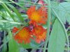 Orange Hawkweed; Devil's Paintbrush (Hieracium aurantiacum)