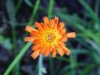 Orange Hawkweed; Devil's Paintbrush (Hieracium aurantiacum)