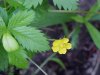 Canadian Dwarf Cinquefoil (Potentilla canadensis)