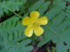 Common Buttercup (Ranunculus acris)