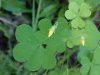 Yellow Wood Sorrel; Sour Grass (Oxalis stricta)