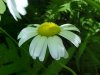 Oxeye Daisy (Leucanthemum vulgare)