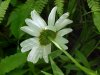 Oxeye Daisy (Leucanthemum vulgare)