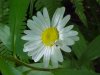 White spider with prey on Oxeye Daisy (Leucanthemum vulgare)