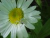 White spider with prey on Oxeye Daisy (Leucanthemum vulgare)