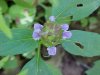 Heal-all; Self-heal (Prunella vulgaris)