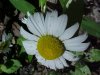 Oxeye Daisy (Leucanthemum vulgare)