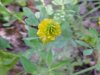 Hop Clover (Trifolium aureum)