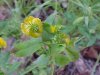 Hop Clover (Trifolium aureum)