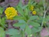 Hop Clover (Trifolium aureum)
