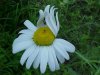 White spider with prey on Oxeye Daisy (Leucanthemum vulgare)