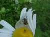 White spider with prey on Oxeye Daisy (Leucanthemum vulgare)