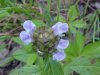Heal-all; Self-heal (Prunella vulgaris)