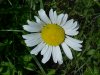 Oxeye Daisy (Leucanthemum vulgare)