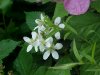 Allegheny Blackberry  (Rubus allegheniensis porter agg)