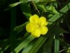 Canadian Dwarf Cinquefoil (Potentilla canadensis)