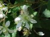 Allegheny Blackberry  (Rubus allegheniensis porter agg)