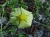 A type of Yellow Musk Mallow (Malvaceae)