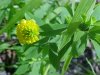 Hop Clover (Trifolium aureum)