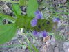 Heal-all; Self-heal (Prunella vulgaris)
