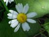 Oxeye Daisy (Leucanthemum vulgare)