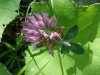 Red Clover (Trifolium pratense)