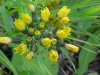 Yellow Hawkweed; King Devil (Hieracium caespitosum; Hieracium pratense; Hieracium floribundum)