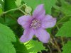 Purple-flowering Raspberry (Rubus odoratus)