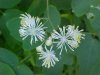 Tall Meadow Rue (Thalictrum pubescens)