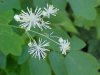 Tall Meadow Rue (Thalictrum pubescens)