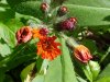 Orange Hawkweed; Devil's Paintbrush (Hieracium aurantiacum)