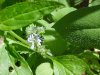 Common Speedwell (Veronica officinalis)
