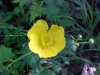 Common Buttercup (Ranunculus acris)