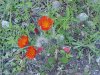 Orange Hawkweed; Devil's Paintbrush (Hieracium aurantiacum)
