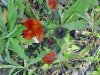 Orange Hawkweed; Devil's Paintbrush (Hieracium aurantiacum)