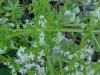 Wild Madder (Gallium mollugo)