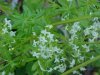 Wild Madder (Gallium mollugo)