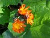 Orange Hawkweed; Devil's Paintbrush (Hieracium aurantiacum)