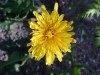 Common Dandelion (Taraxacum officinale)