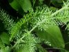 Yarrow; Milfoil (Achillea millefolium)