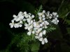 Yarrow; Milfoil (Achillea millefolium)